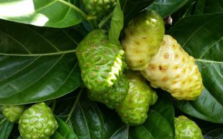 Morinda (noni): benefits of extract, oil, fruit root, application