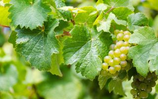 Výhody a škody na hroznových listoch, recepty