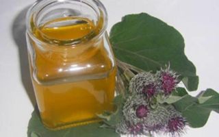 Vad hjälper, hur man lagar mat och tar kardborre med honung