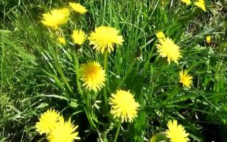Dandelion: useful properties and contraindications, reviews