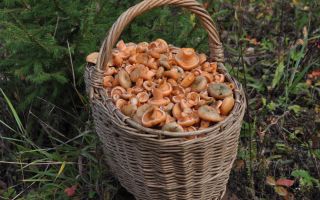 Camelina mushrooms: what are useful, useful properties, contraindications