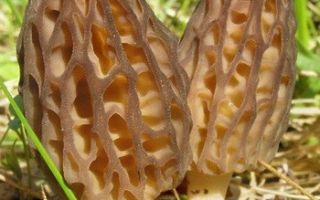 Morcheln: nützliche Eigenschaften, wie sie aussehen, wo sie wachsen und wann sie gepflückt werden müssen