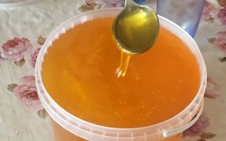 Ljekovita svojstva meda od čička i kontraindikacije