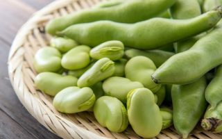 Kacang: manfaat dan bahaya kesihatan, sifat dan kontraindikasi