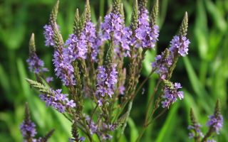 Verbena βότανο: χρήσιμες ιδιότητες και αντενδείξεις, από τις οποίες βοηθά, χρήση στη λαϊκή ιατρική, φωτογραφία